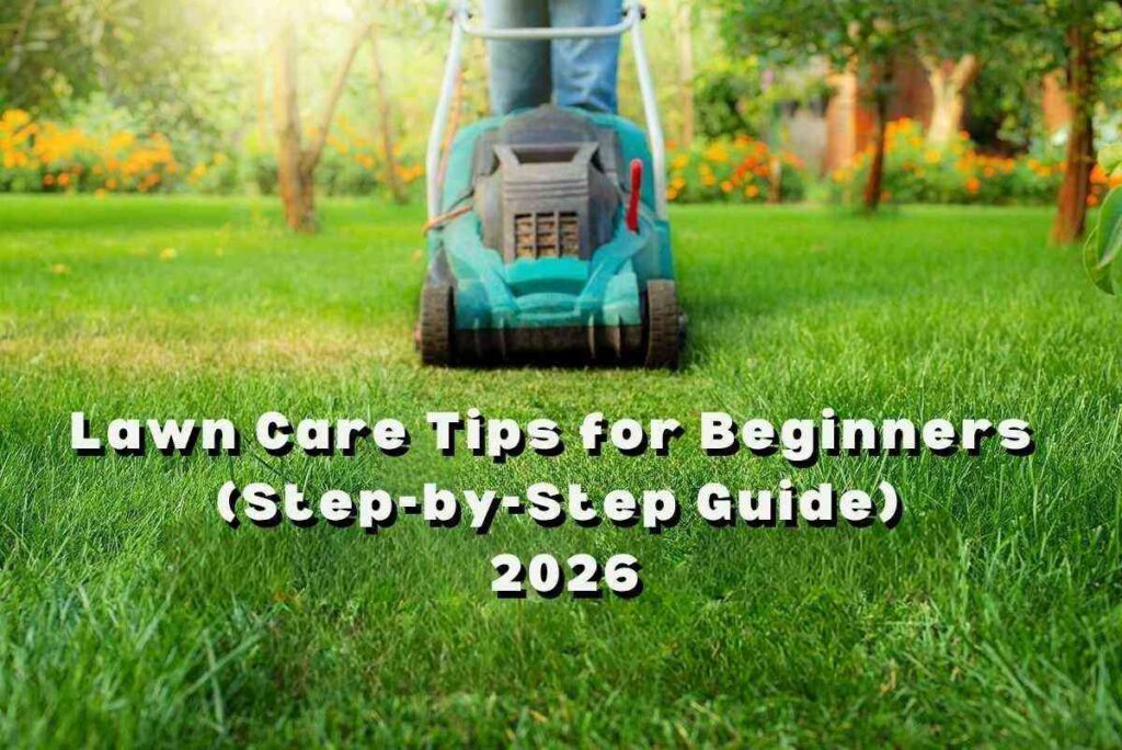 Lawn Care Tips for Beginners