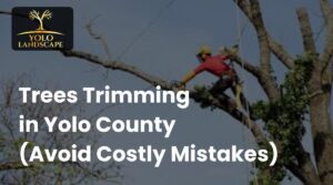 Trim Trees in Yolo County