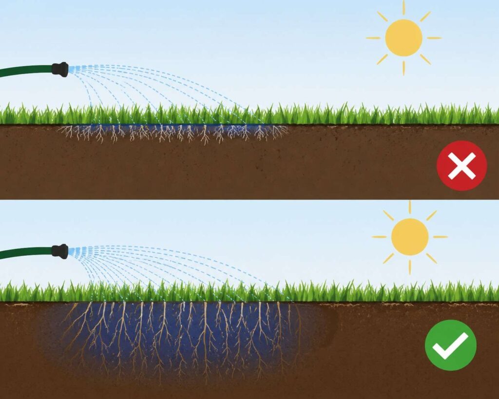 Best Watering Schedule in Extreme Heat