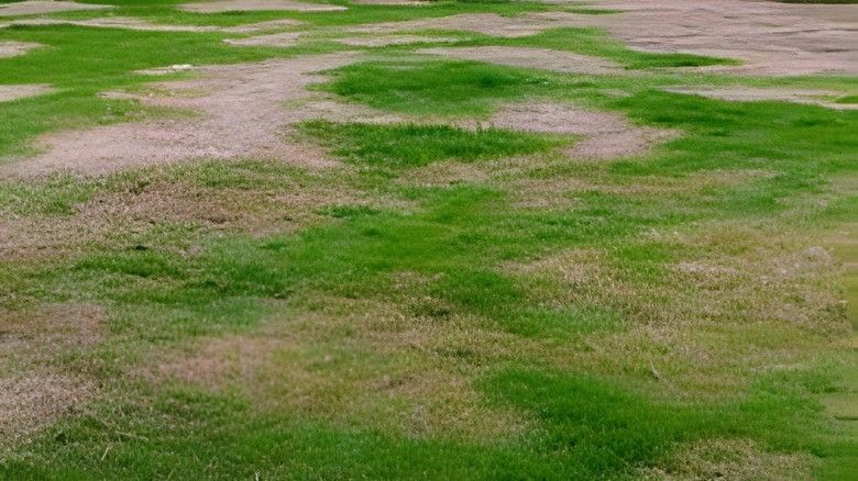 Dry & Patchy Lawns