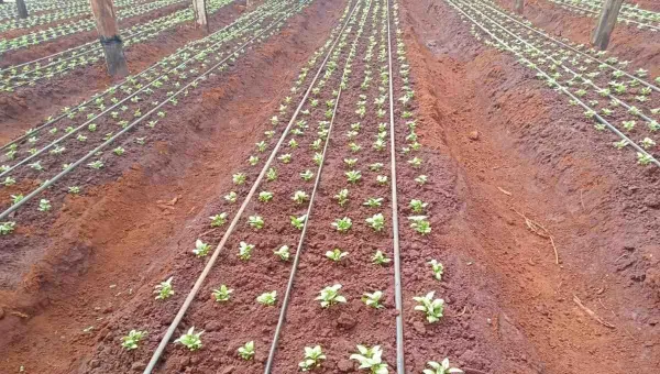 Drip Irrigation System Installation