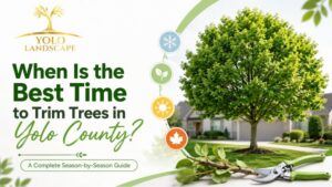 When Is the Best Time to Trim Trees in Yolo County? A Complete Season-by-Season Guide