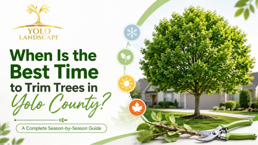When Is the Best Time to Trim Trees in Yolo County? A Complete Season-by-Season Guide