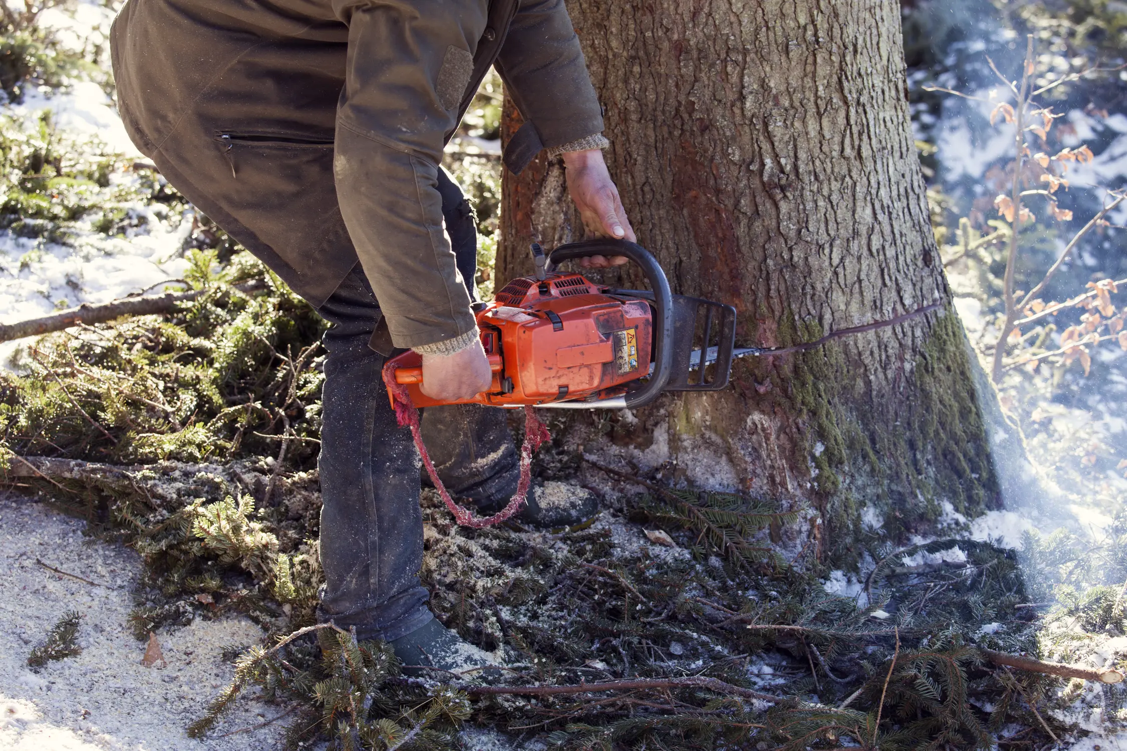 Tree Removal