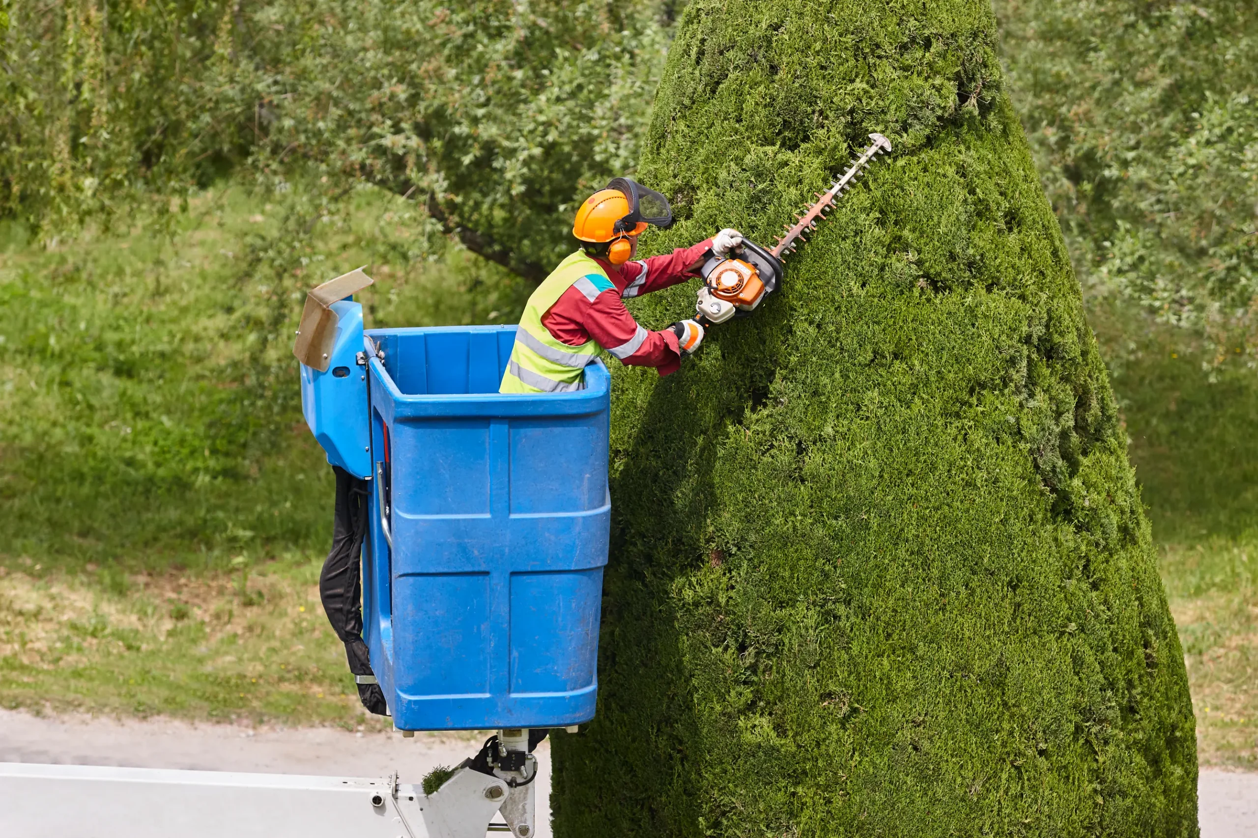 Tree Trimming