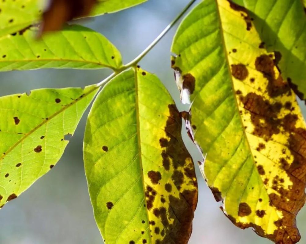 FungalDiseas Fungal Disease