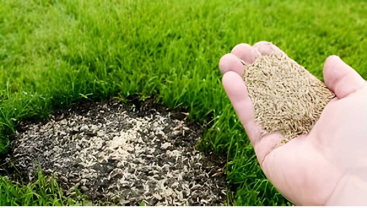 Lawn Seeding