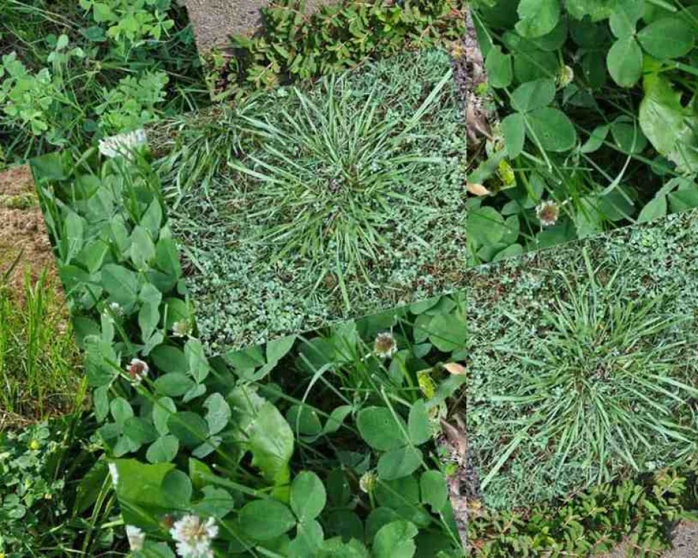 PersistentWeed Persistent Weeds